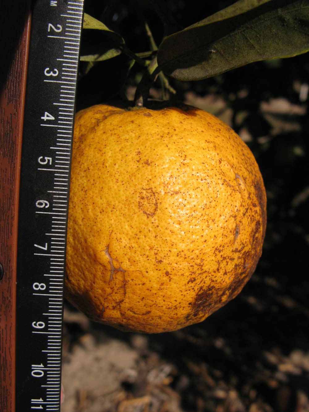            Fruit (Winter Haven, FL)   